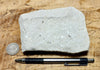 shale -  teaching hand specimen of soft light tan diatomaceous shale from the Upper Miocene Modelo Formation of California