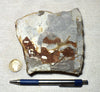 shale - dark gray Upper Cretaceous Mowry Shale from Utah - teaching hand specimen