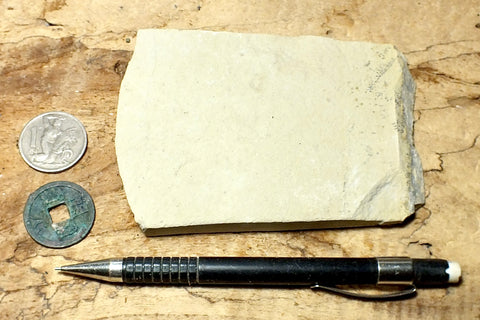 shale  -  teaching hand specimen of a Jurassic tan limey shale from the Carmel Formation of Utah
