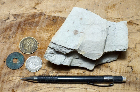 siltstone - tan siltstone from the Round Mountain Silt member of the Temblor Formation - teaching hand/display specimen