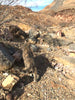 quartzite - pinkish Lower Cambrian quartzite - teaching hand specimen