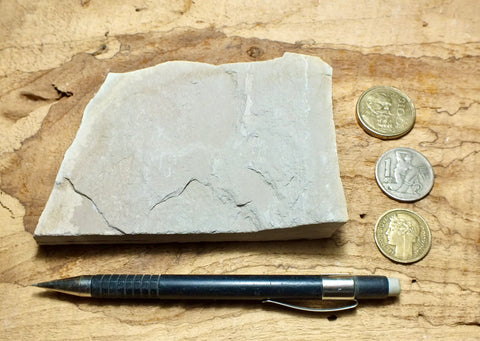 shale - siliceous McLure Shale member of the Miocene Monterey Formation - hand specimen