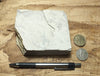 shale - siliceous McLure Shale member of the Miocene Monterey Formation - hand specimen