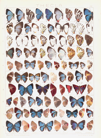 Antique chromolithograph butterfly plate from Macrolepidoptera of the World, Volume 5, Dr. Adelbert Seitz, Editor. Thecla, Plate 150