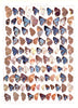 Antique chromolithograph butterfly plate from Macrolepidoptera of the World, Volume 5, Dr. Adelbert Seitz, Editor. Euselasia Plate 121, Thecla, Plate 152