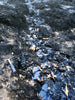 asphalt - display specimen of natural asphalt from oil seeps on Sulphur Mountain, CA