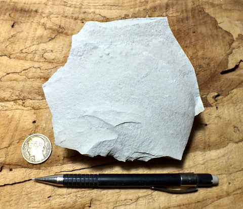 limestone - very light tan lacustrine limestone from the Eocene Green River Formation - teaching hand specimen
