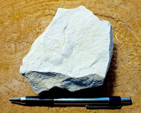 mudstone - teaching hand specimen of diatomaceous mudstone from the Sisquoc Formation, Santa Barbara County, Calif.