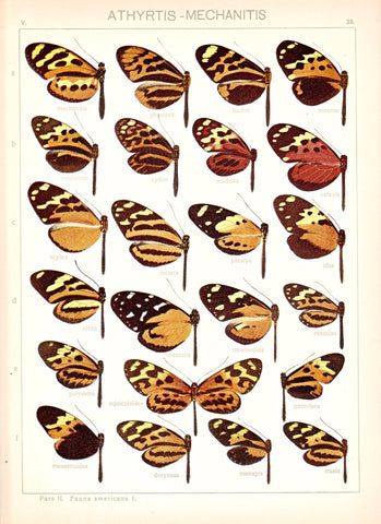 Antique chromolithograph butterfly plate from Macrolepidoptera of the World, Volume 5, Dr. Adelbert Seitz, Editor. Athyrtis - Mechanitis 