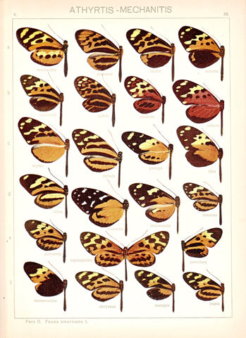 Antique chromolithograph butterfly plate from Macrolepidoptera of the World, Volume 5, Dr. Adelbert Seitz, Editor. Athyrtis - Mechanitis