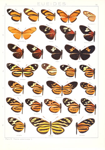 Antique chromolithograph butterfly plate from Macrolepidoptera of the World, Volume 5, Dr. Adelbert Seitz, Editor. Eueides 