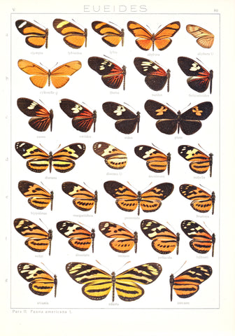 Antique chromolithograph butterfly plate from Macrolepidoptera of the World, Volume 5, Dr. Adelbert Seitz, Editor. Eueides