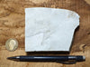 shale - hard tan shale from the Green River Formation, an Eocene lacustrine petroleum source rock - teaching hand specimen