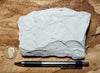 shale - hard tan shale from the Green River Formation, an Eocene lacustrine petroleum source rock - teaching hand specimen