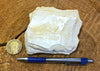 shale - teaching hand specimen of light tan diatomaceous shale from the Monterey Formation, Santa Barbara Co., California