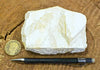 shale - teaching hand specimen of light tan diatomaceous shale from the Monterey Formation, Santa Barbara Co., California