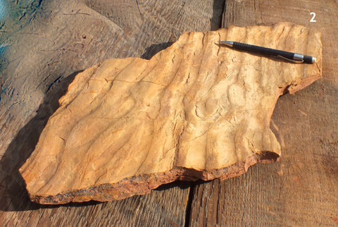 asymmetrical truncated ripple marks in siltstone from the Moenkopi Formation - display specimen