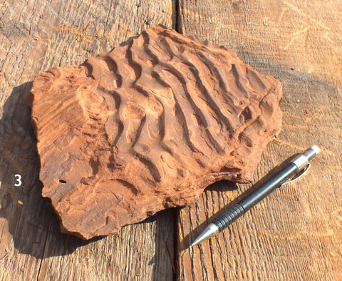 oscillation/interference ripple marks in Moenkopi Formation siltstone - teaching hand/display specimen