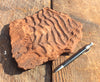 oscillation/interference ripple marks in Moenkopi Formation siltstone - teaching hand/display specimen