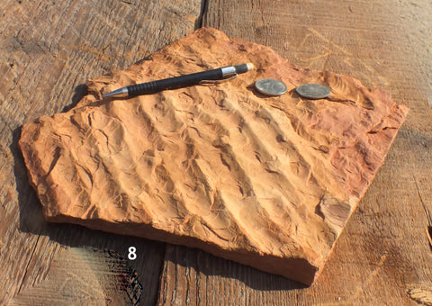 oscillation ripple marks in siltstone from the Moenkopi Formation - hand/display specimen