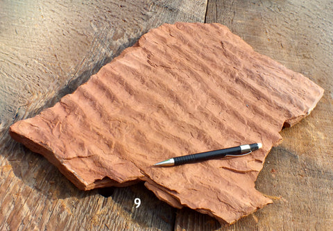oscillation ripple marks in siltstone from the Moenkopi Formation - display specimen
