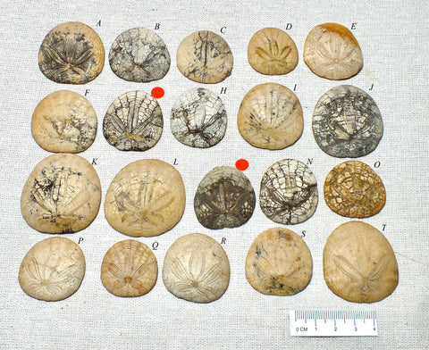 Dendraster gibbsii (Rémond, 1863) - late Miocene to Pliocene fossil sand dollar