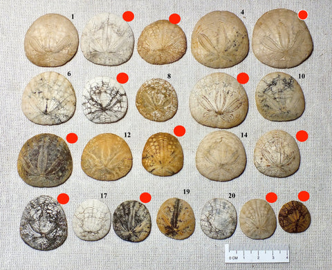 Dendraster gibbsii (Rémond, 1863) - late Miocene to Pliocene fossil sand dollar