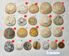 Dendraster gibbsii (Rémond, 1863) - late Miocene to Pliocene fossil sand dollar
