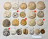 Dendraster gibbsii (Rémond, 1863) - late Miocene to Pliocene fossil sand dollar