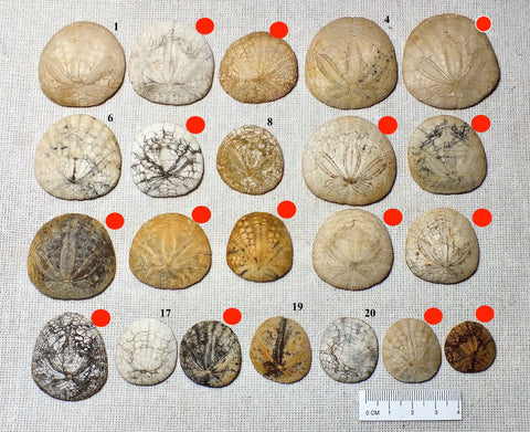 Dendraster gibbsii (Rémond, 1863) - late Miocene to Pliocene fossil sand dollar