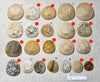 Dendraster gibbsii (Rémond, 1863) - late Miocene to Pliocene fossil sand dollar