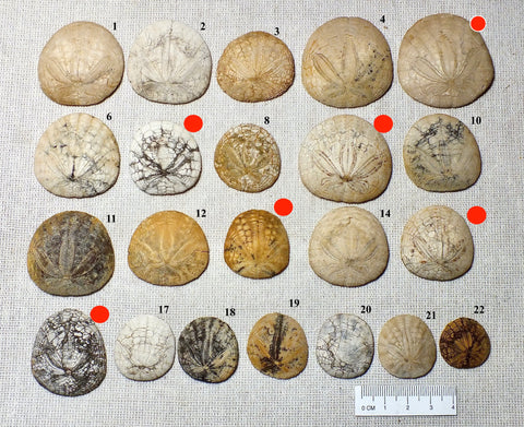 Dendraster gibbsii (Rémond, 1863) - late Miocene to Pliocene fossil sand dollar