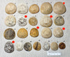 Dendraster gibbsii (Rémond, 1863) - late Miocene to Pliocene fossil sand dollar