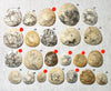 Dendraster gibbsii (Rémond, 1863) - late Miocene to Pliocene fossil sand dollar