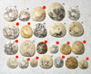 Dendraster gibbsii (Rémond, 1863) - late Miocene to Pliocene fossil sand dollar