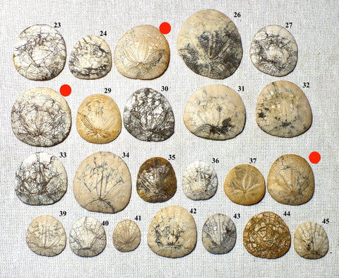 Dendraster gibbsii (Rémond, 1863) - late Miocene to Pliocene fossil sand dollar
