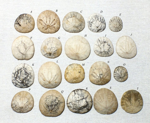Dendraster gibbsii (Rémond,1863) - late Miocene to Pliocene fossil sand dollar