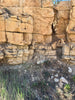 limestone - yellowish dolomitic limestone from the Lower Permian Kaibab Formation - hand/display specimen