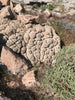 tufa - display specimen of thrombolite tufa from the paleoshoreline of ice age Lake Lahontan