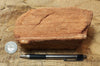 sandstone - fine-grained striped aeolian Navajo Sandstone - teaching hand/display specimen