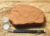sandstone  -  teaching hand/display specimen of the Navajo Sandstone, a fine-grained orange-pink aeolian sandstone