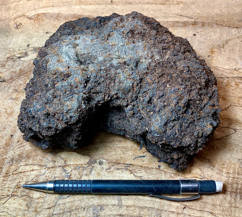 peat - hand/display specimen of peat from the San Andreas fault zone, formed in a marsh that dried out roughly a century ago