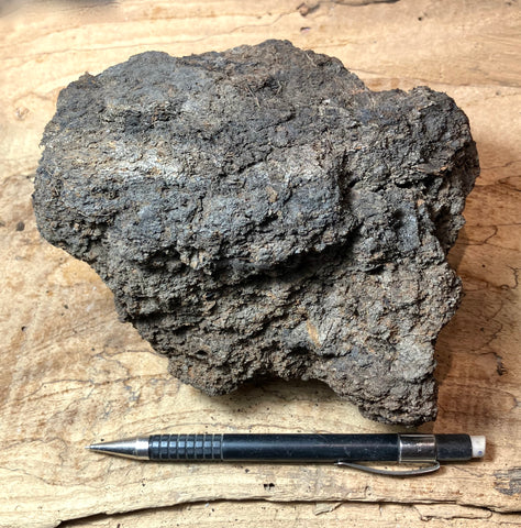 peat - peat from the San Andreas fault zone, formed in a marsh that dried out roughly a century ago - large hand/display specimen