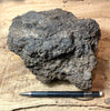 peat - peat from the San Andreas fault zone, formed in a marsh that dried out roughly a century ago - large hand/display specimen