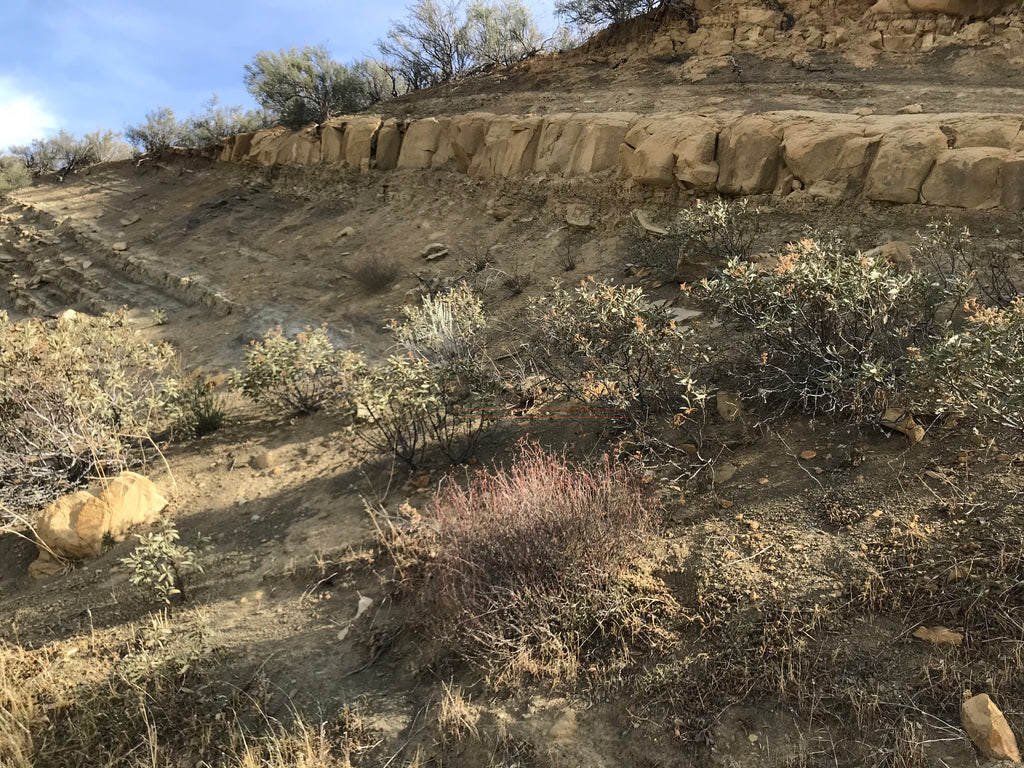 Bedded Ridge sandstone - yellow-brown medium-grained moderately lithified Miocene s ...