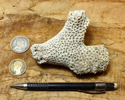 Solenastria cf bella (Conrad, 1841)    Lower Pleistocene scleractinian coral from the James City Formation, Lee Creek Mine, Aurora NC - hand specimen