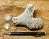 Solenastria cf bella (Conrad, 1841)    Lower Pleistocene scleractinian coral from the James City Formation, Lee Creek Mine, Aurora NC - hand specimen