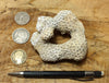 Solenastria cf bella (Conrad, 1841)    Lower Pleistocene scleractinian coral from the James City Formation, Lee Creek Mine, Aurora NC - hand specimen