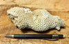 Solenastria cf bella (Conrad, 1841)    Lower Pleistocene scleractinian coral from the James City Formation, Lee Creek Mine, Aurora NC - hand specimen