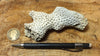 Solenastria cf bella (Conrad, 1841)    Lower Pleistocene scleractinian coral from the James City Formation, Lee Creek Mine, Aurora NC - hand specimen